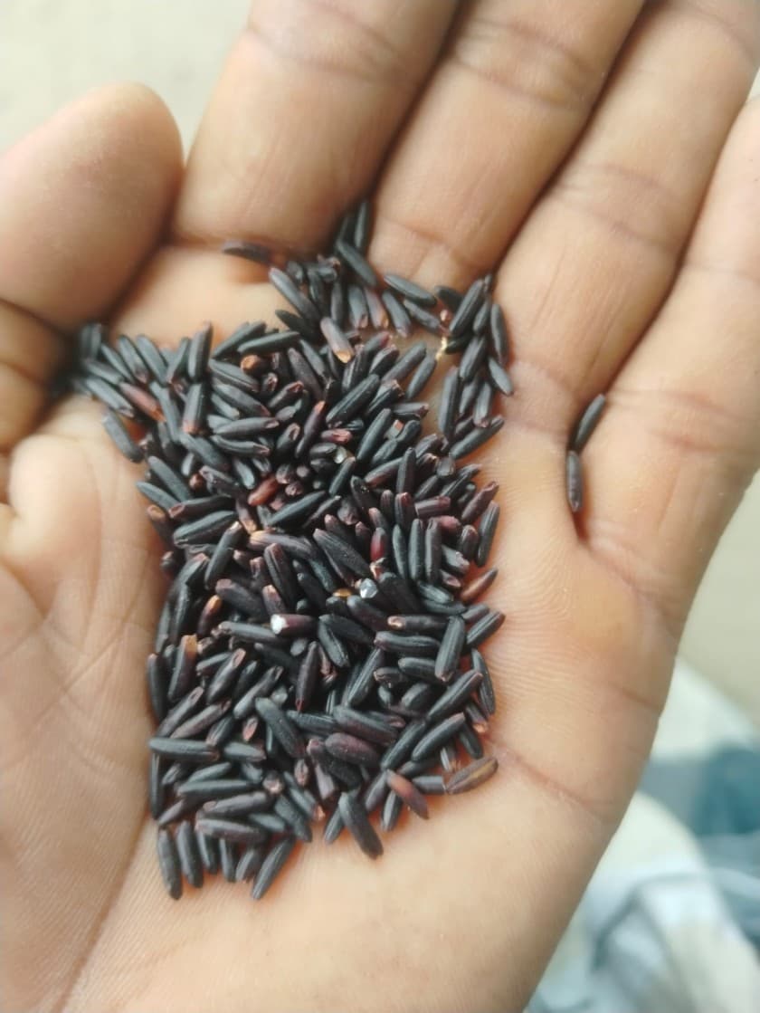 Aromatic Black Rice-Japan (সুগন্ধি কালো চাল জাপান)-1 kg OSCO Brand